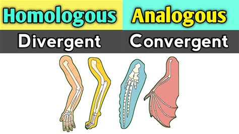 Homologous And Analogous Organs Basis Of Divergent And Convergent Evolution