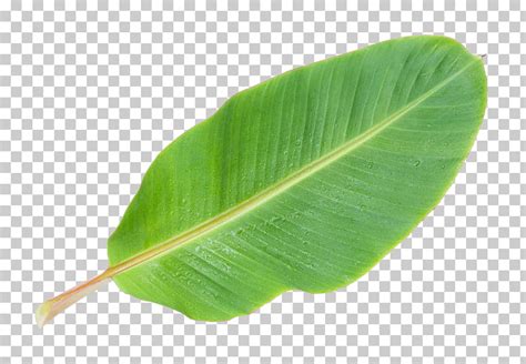 Musa Basjoo Banana Leaf Banana Leaf Green Banana Leaf Png Clipart