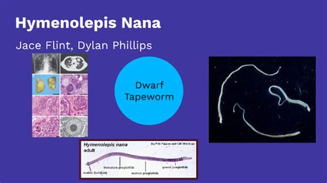 Dwarf Tapeworm Hymenolepis Nana By Jace Flint On Prezi