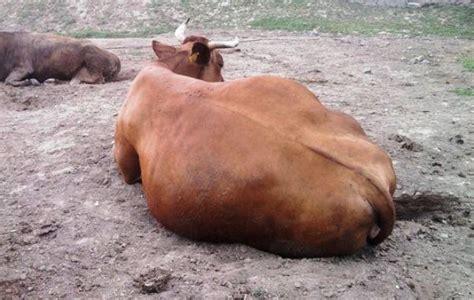 Que Faire En Cas De Ballonnements Chez Une Vache Des Veaux Des Bovins