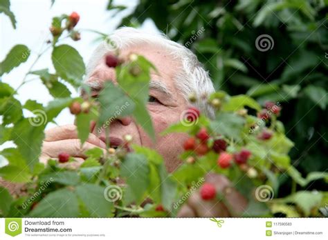 Hiding Behind Raspberry Bush And Enjoying Sweet Fruit Stock Image