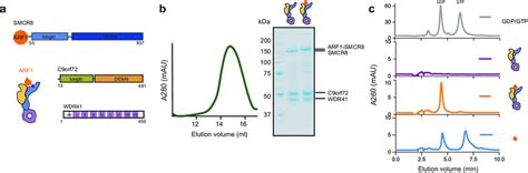 Construct Design Of C Orf Arf Smcr Wdr Complex A Diagram Of The