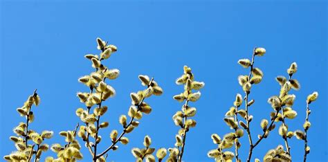 Goat Willow Hedging Salix Caprea Harrods Outdoor