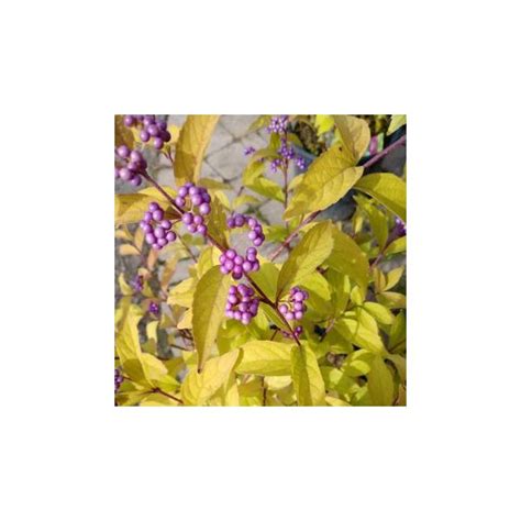 Beautyberry Early Amethyst 3