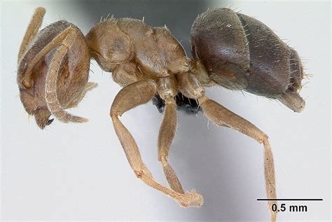 Boommier Lasius Brunneus Kad