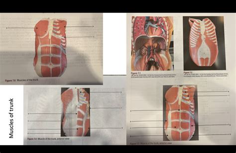 Muscles Of Trunk Diagram Quizlet