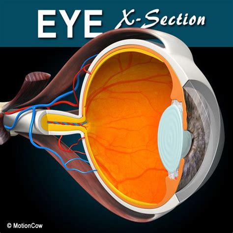 Anatomy Of Eye 3d