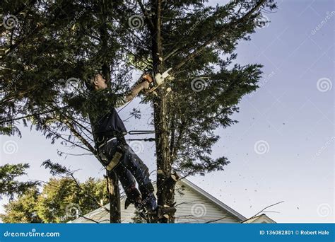 Homem Que Corta Ramos Serra De Cadeia Imagem De Stock Imagem De