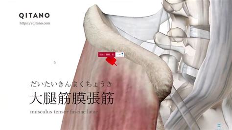 大腿筋膜張筋の解剖学図｜musculus Tensor Fasciae Latae｜筋肉辞典80 Youtube