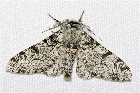 Peppered moth | Industrial Melanism, Camouflage, Evolution | Britannica