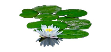 Water Lily Flower Png Clip Art Library