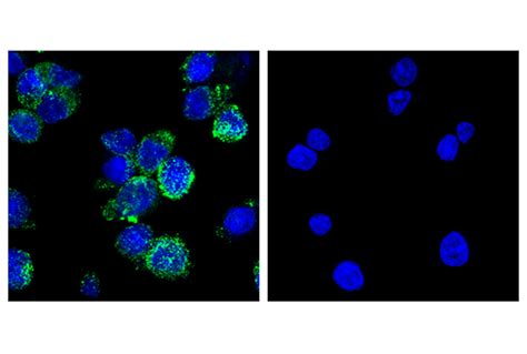 Mrc1 Antibody Cd206 Cell Signaling Technology