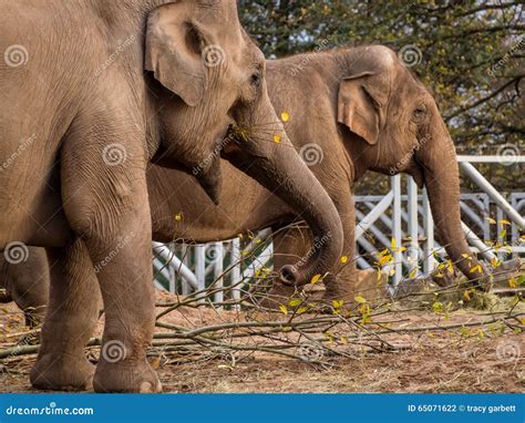 Two Elephants Eating Stock Photo Image Of Ears Trunk 65071622