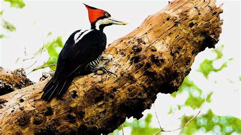 PICA PAU DE TOPETE VERMELHO fêmea CAMPEPHILUS MELANOLEUCOS CRIMSON