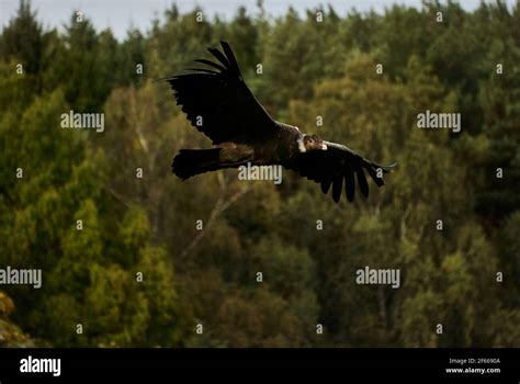 Andean Condor Vultur Gryphus Soaring Over A Forest Andean Condor Is