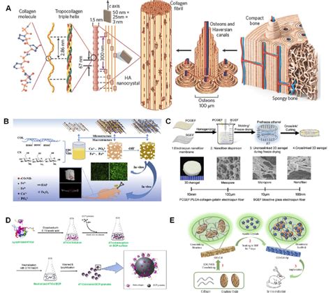 Collagen-based biomaterials in craniofacial bone regeneration. A Scheme... | Download Scientific ...