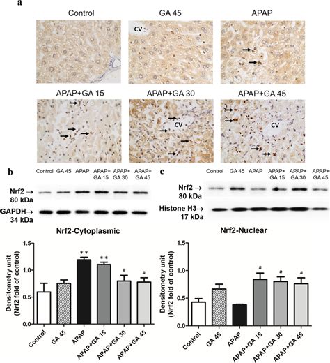 Effects Of Gastrodin Treatment On Nrf Activation In Apap Induced Liver