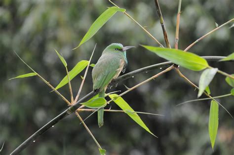 16 days Birds of Bhutan - Bhutan Bhutan Travel