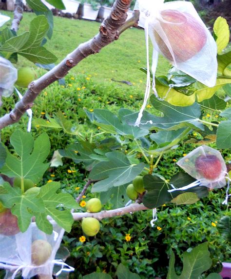 How To Grow Fig Trees In Pot Growing Fig Figs Care Naturebring