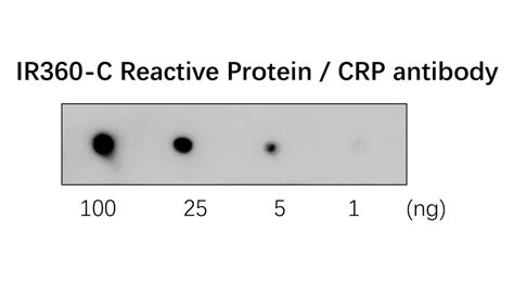 C Reactive Protein Crp Antibody Ir360 Ireal Biotechnology Inc