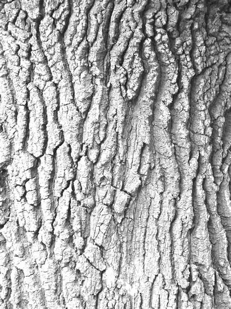 Bark Drawing