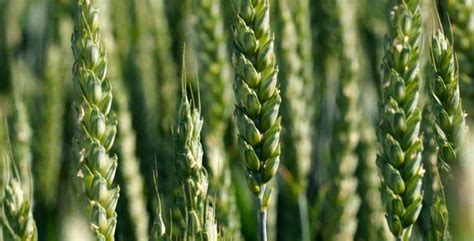 Mid Late Wheat Seed Glaz Agriobtentions Winter Rust Resistant