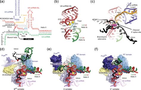 Figure The Mechanism Of Splicing And Rna The Epicenter Of