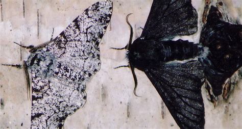 Peppered Moths Natural Selection