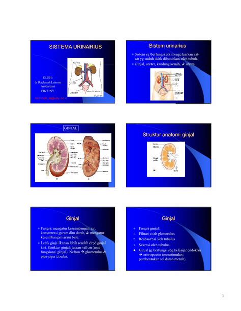 Pdf Materi Histologi Sistema Urinarius Dokumen Tips