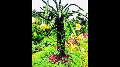 Dragon Fruit Cultivation Dragon Fruit Cultivation On The Rise In