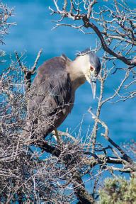 Birds of Patagonia | Raingod