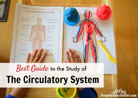 Circulatory System Diagram For Kids