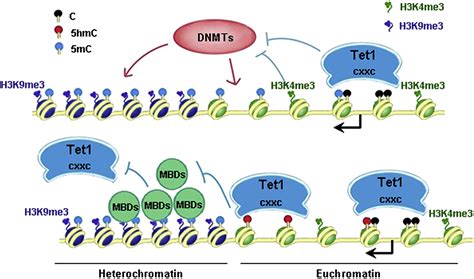 Genome Wide Regulation Of 5hmc 5mc And Gene Expression By Tet1