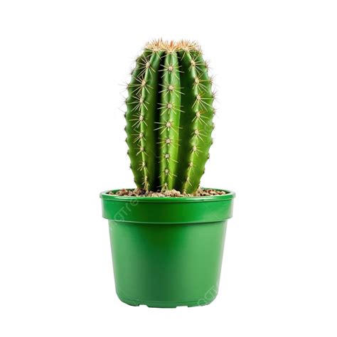 Cactus Verde En Maceta Cactaceae Png Suculento Arte Flor De Cactus