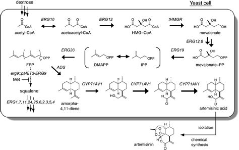 A Schematic Representation Of The Engineered Artemisinic Acid