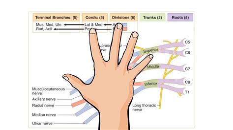 Learn How To Draw The Brachial Plexus Youtube