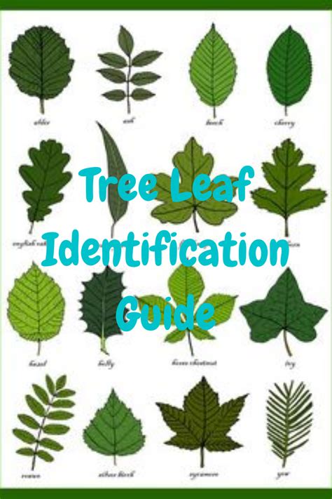 Oak Tree Leaf Identification Key How To Identify Oak Tree – NBKomputer