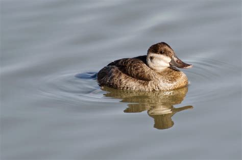 Ruddy Ducks » Focusing on Wildlife