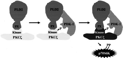 Proposed Model Of Pkc ␨ Activation By Pld2 The Pld2 Px Domain Directly