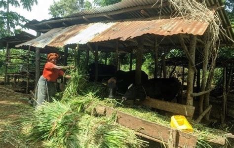 Celebrating Rural Women Contributions In Sub Saharan Africa