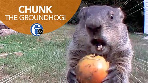 "Chunk" the groundhog goes viral - 6abc Philadelphia