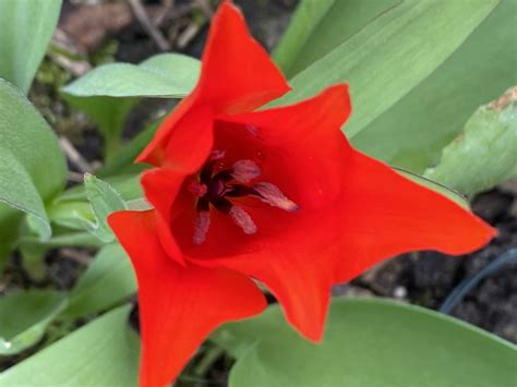 Vroege Vogels Foto Planten De Eerste Tulp