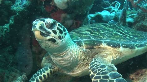 96 best images about Tortuga Carey on Pinterest | Coiba, Cayman islands and Mars