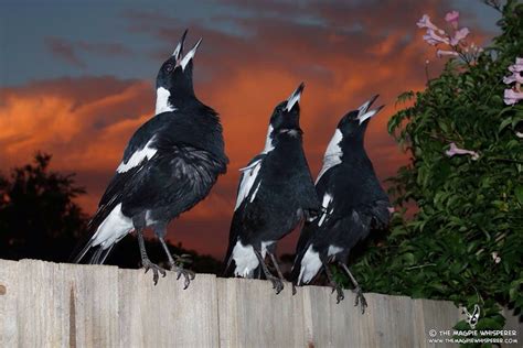 The Australian Magpie Song Is One Of My Most Favorite Sounds In The