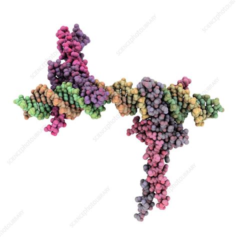 Transcription Factor Complexed With Dna Stock Image C0013338