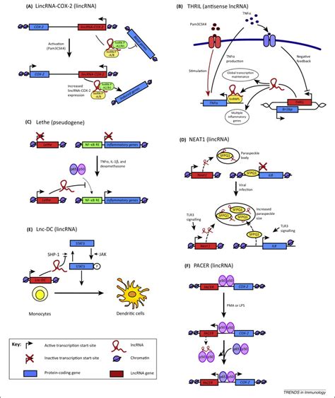 Long Non Coding Rnas In The Regulation Of The Immune Response Trends