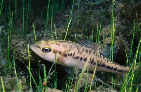 Largemouth Bass Juvenile Photo Credit Roger Tabor Usfw Flickr