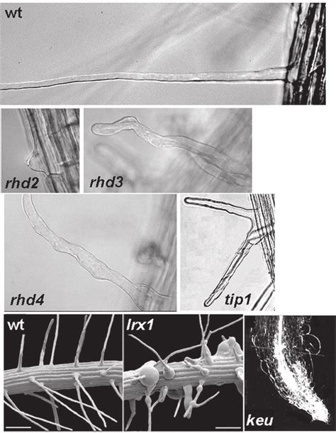 Phenotypes Of Wild Type And Mutant Root Hairs Light Micrographs Of