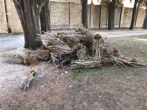 L Ape Ronza Nuove Siepi Al Cimitero Di Montegranaro La Soddisfazione