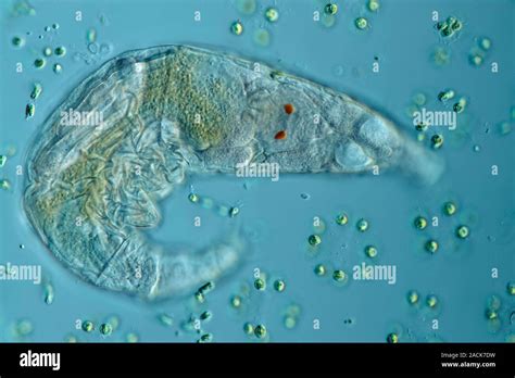 Rotifer Light Micrograph Rotifers Phylum Rotifera Are Microscopic